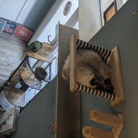  at Romeow Cat Bistrot in Rome