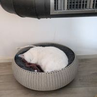  at Romeow Cat Bistrot in Rome