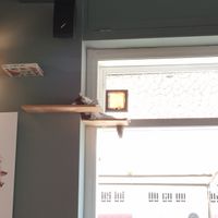 Sleeping cat at Romeow Cat Bistrot in Rome