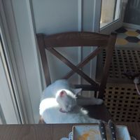 The cats are bit timid but if you leave your seat this happens! :-D at Romeow Cat Bistrot in Rome