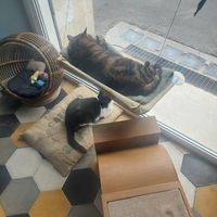  at Romeow Cat Bistrot in Rome