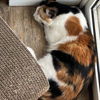  at Romeow Cat Bistrot in Rome