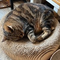  at Romeow Cat Bistrot in Rome