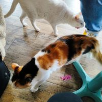  at Romeow Cat Bistrot in Rome