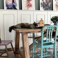   at Romeow Cat Bistrot in Rome