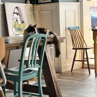   at Romeow Cat Bistrot in Rome