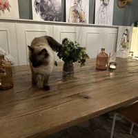 One of the “hosts"  at Romeow Cat Bistrot in Rome