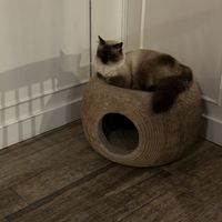 One of the lovely cats  at Romeow Cat Bistrot in Rome