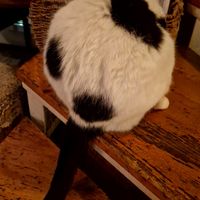  at Romeow Cat Bistrot in Rome