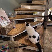   at Romeow Cat Bistrot in Rome