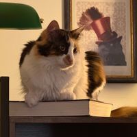  at Romeow Cat Bistrot in Rome