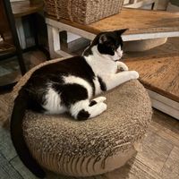  at Romeow Cat Bistrot in Rome