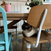   at Romeow Cat Bistrot in Rome