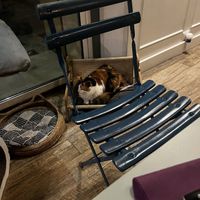   at Romeow Cat Bistrot in Rome