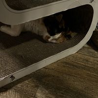   at Romeow Cat Bistrot in Rome