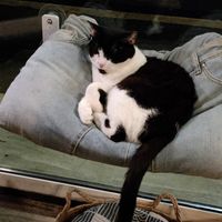  at Romeow Cat Bistrot in Rome