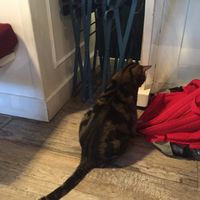 Uno dei bellissimi gatti del locale  at Romeow Cat Bistrot in Rome