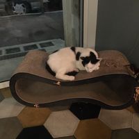 Relax at Romeow Cat Bistrot in Rome