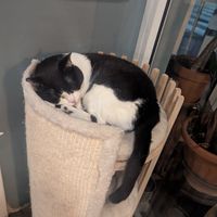  at Romeow Cat Bistrot in Rome