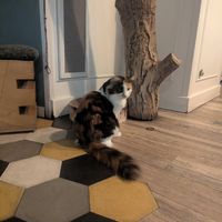  at Romeow Cat Bistrot in Rome