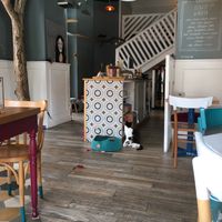 Blase cat at Romeow Cat Bistrot in Rome