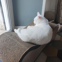 Pretty one at Romeow Cat Bistrot in Rome