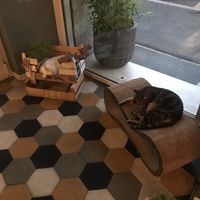 Cats😍 at Romeow Cat Bistrot in Rome