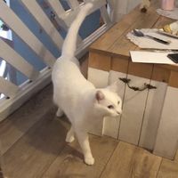 Some good company! at Romeow Cat Bistrot in Rome