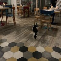 Cat at Romeow Cat Bistrot in Rome