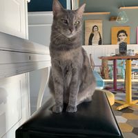 One of the cats at Romeow Cat Bistrot in Rome