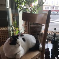 Cute lunchtime companion  at Romeow Cat Bistrot in Rome