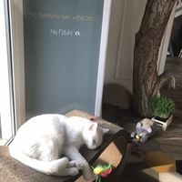 No flash photos please! at Romeow Cat Bistrot in Rome