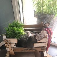 Such a cute set up  at Romeow Cat Bistrot in Rome