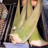 Agave at denn's Biomarkt - Wehrhahn in Dusseldorf