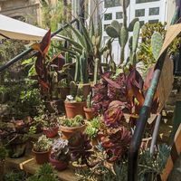 Plants outside at Kafe Botanika in San Sebastian