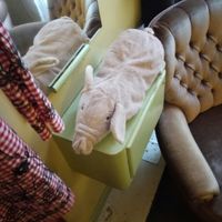 piggy at Geh Veg in Berlin