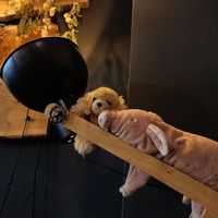 Interior decoratotion at Geh Veg in Berlin