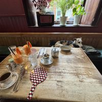 Stan looking for sausages   at Roseleaf in Edinburgh