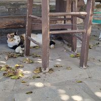 One of his 2 cats, Kitty 10 years old at Andriakon in Andros