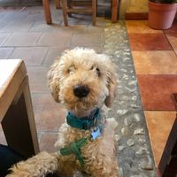 Our dog enjoyed as well :) at La Colmena in San Andres Cholula