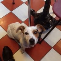 the dog  at Pancake Fever in Caen