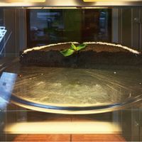 Mohnkuchen at Veggie Garden in Prague