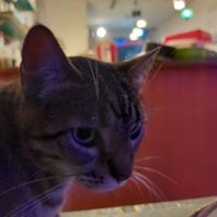 Baklava é a gatinha que fica ao redor at Istanbul in Paraty