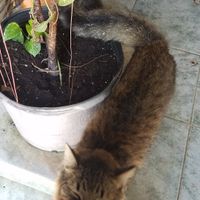 Kitty! at Amaluna Restaurant & Lab in Punta Cana