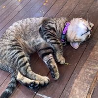 Namastes cat- her name is Vegan at Namaste Restaurant in Guatape