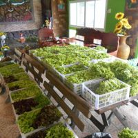 Ban Chlorophyll Salad and Vegetarian  at Ban Chlorophyll in Pattaya