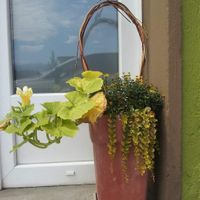 Lovely flowers 🌷💜🌷 at triVida in Klagenfurt