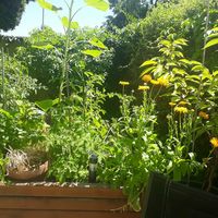 Gastgarten mit Eigenanbau at triVida in Klagenfurt