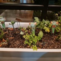 Herbs at the restaurant door at True Food Kitchen in Atlanta