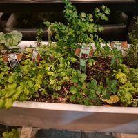 More herbs at True Food Kitchen in Atlanta